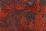 Polished Stromatolite (Collenia) - Minnesota #126082-1